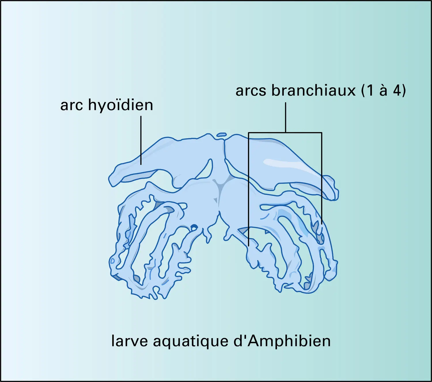 Tétrapodes : arcs branchiaux - vue 1