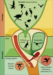 Les grands traits de l’évolution des oiseaux - crédits : Encyclopædia Universalis France