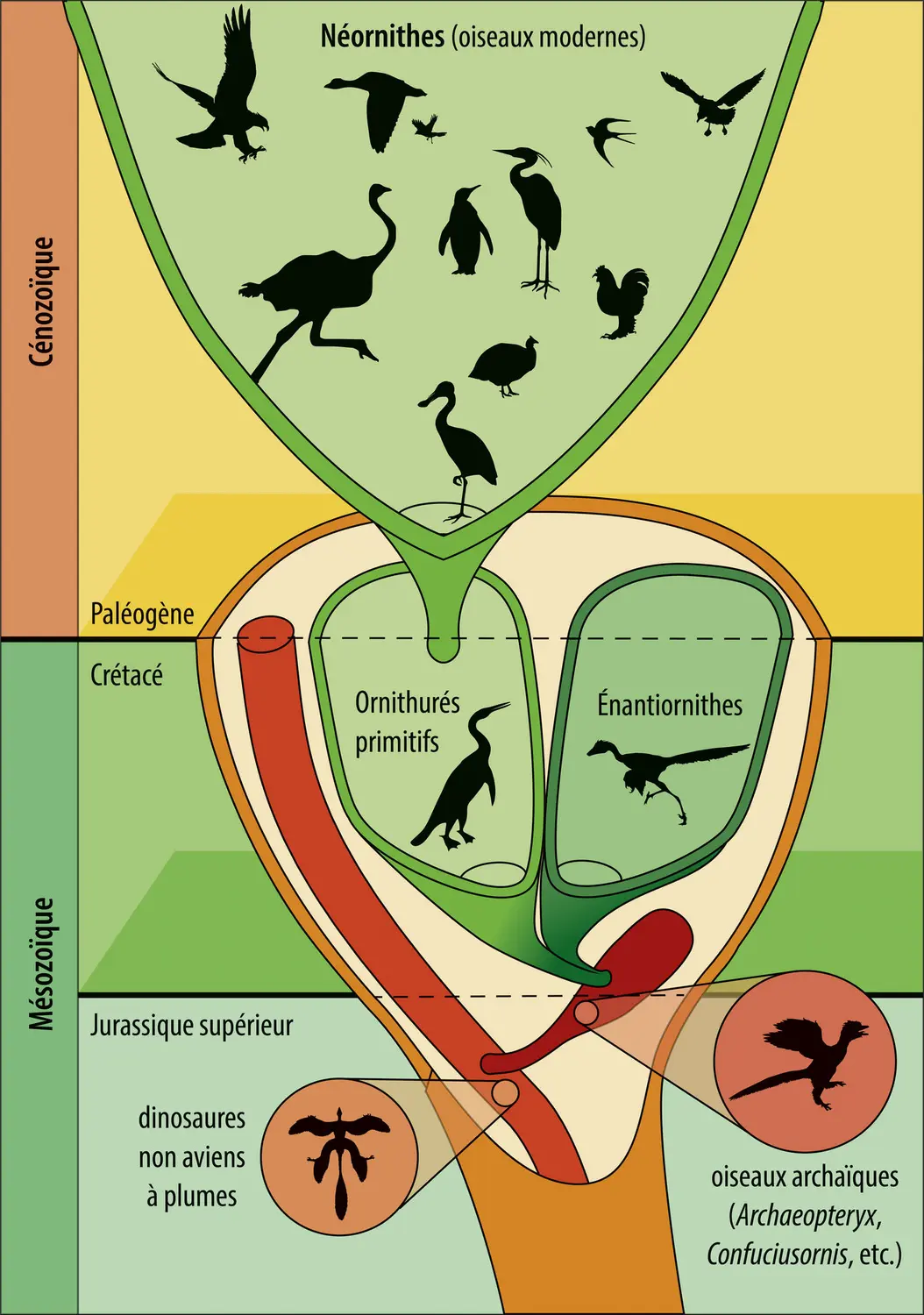 Les grands traits de l’évolution des oiseaux