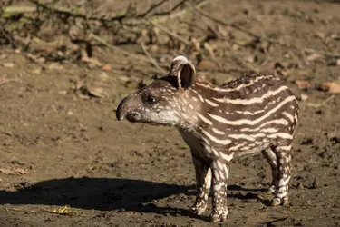 Tapir terrestre - crédits : Zdenek Malý/ Panther Media/ LBRF/ Age Fotostock