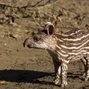 Tapir terrestre - crédits : Zdenek Malý/ Panther Media/ LBRF/ Age Fotostock