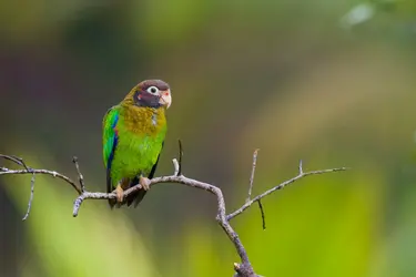 Caïque à capuchon - crédits : E. Rivero/ Shutterstock