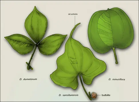 Dioscorea (feuilles)