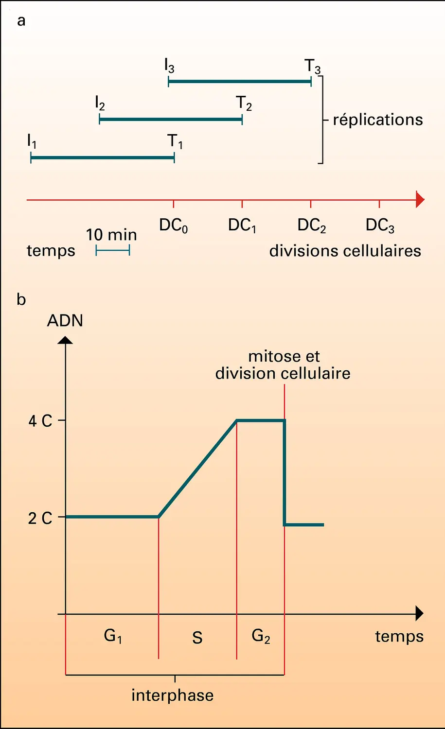 Réplication de l'ADN