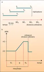 Réplication de l'ADN - crédits : Encyclopædia Universalis France