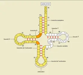 Molécule d'ARN : structure secondaire - crédits : Encyclopædia Universalis France