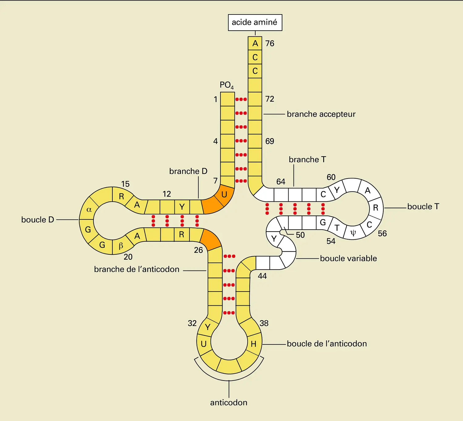Molécule d'ARN : structure secondaire