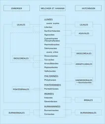 Liliales : classification - crédits : Encyclopædia Universalis France