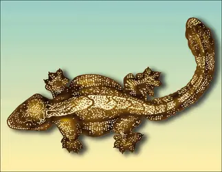 Gecko frangé - crédits : Encyclopædia Universalis France