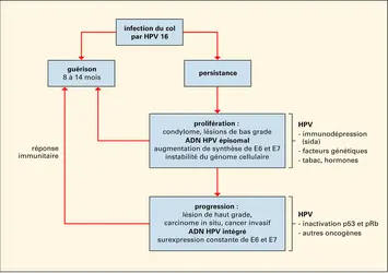 Cancérisation par HPV16 - crédits : Encyclopædia Universalis France