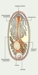 Ultrastructure d'une spore de Microsporidie - crédits : Encyclopædia Universalis France