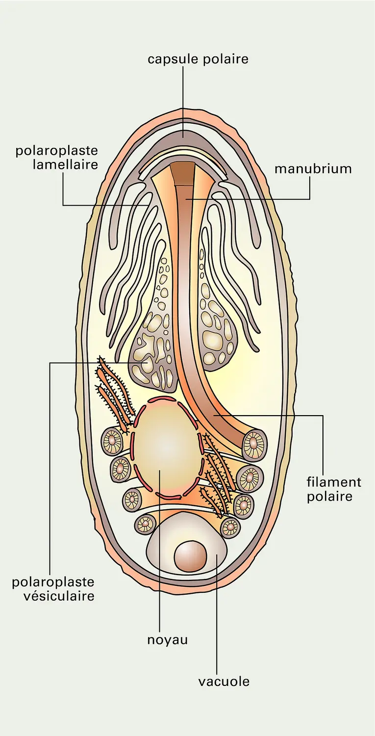 Ultrastructure d'une spore de Microsporidie