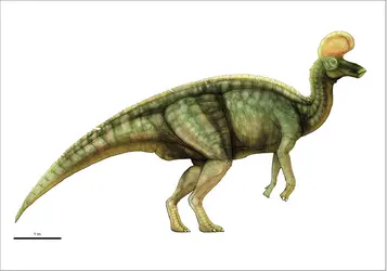 Lambeosaurus - crédits : Encyclopædia Universalis France