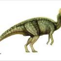 Lambeosaurus - crédits : Encyclopædia Universalis France