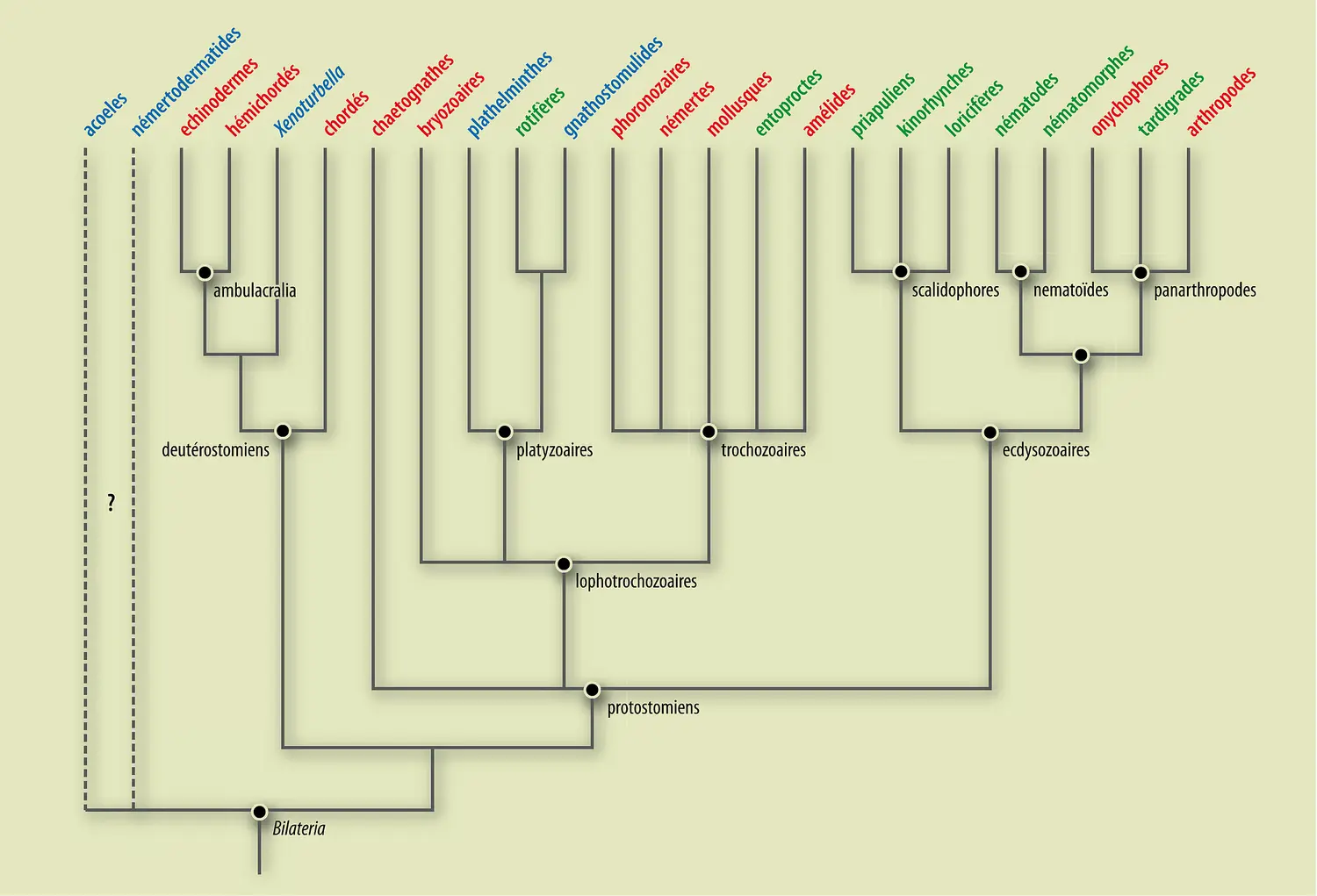 Phylogénie animale : classification des <it>Bilateria</it>