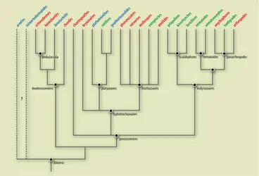 Phylogénie animale : classification des <it>Bilateria</it> - crédits : Encyclopædia Universalis France