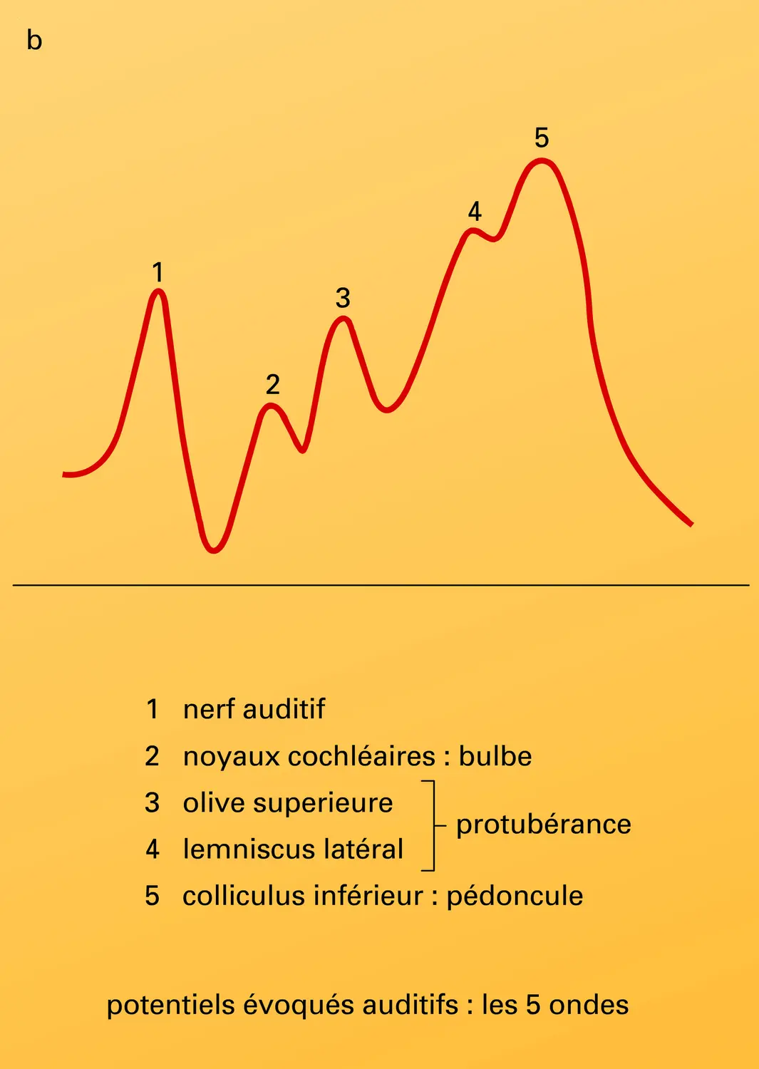 Impédancemétrie et ondes de potentiels évoqués - vue 2