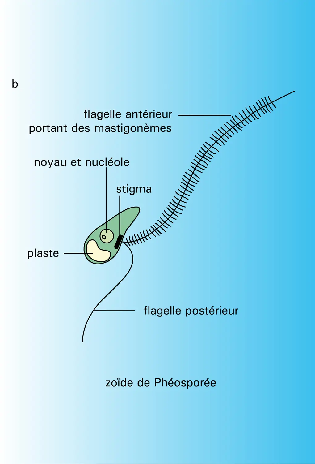 Caractéristiques cytologiques - vue 2