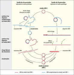 Représentation schématique de la réplication des viroïdes - crédits : Encyclopædia Universalis France