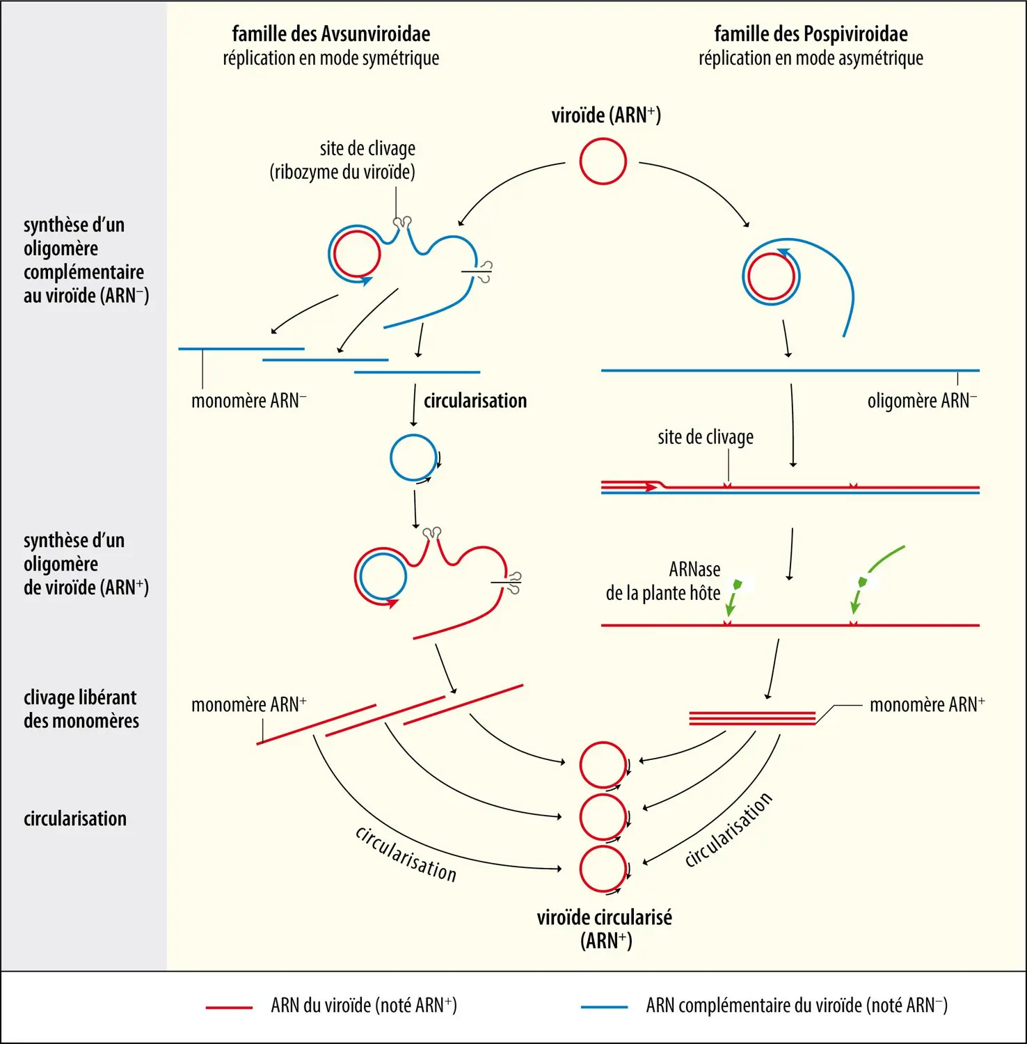 Représentation schématique de la réplication des viroïdes