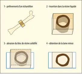 Élaboration d’une lame mince en histologie et paléohistologie - crédits : Encyclopædia Universalis France