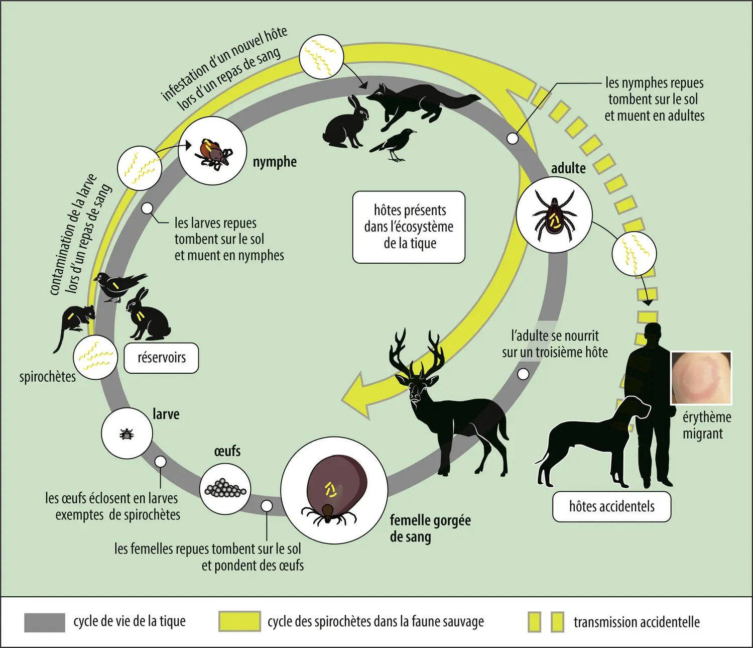 Transmission des<em> Borreliellae</em> à l’homme