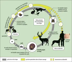 Transmission des<em> Borreliellae</em> à l’homme - crédits : Encyclopædia Universalis France