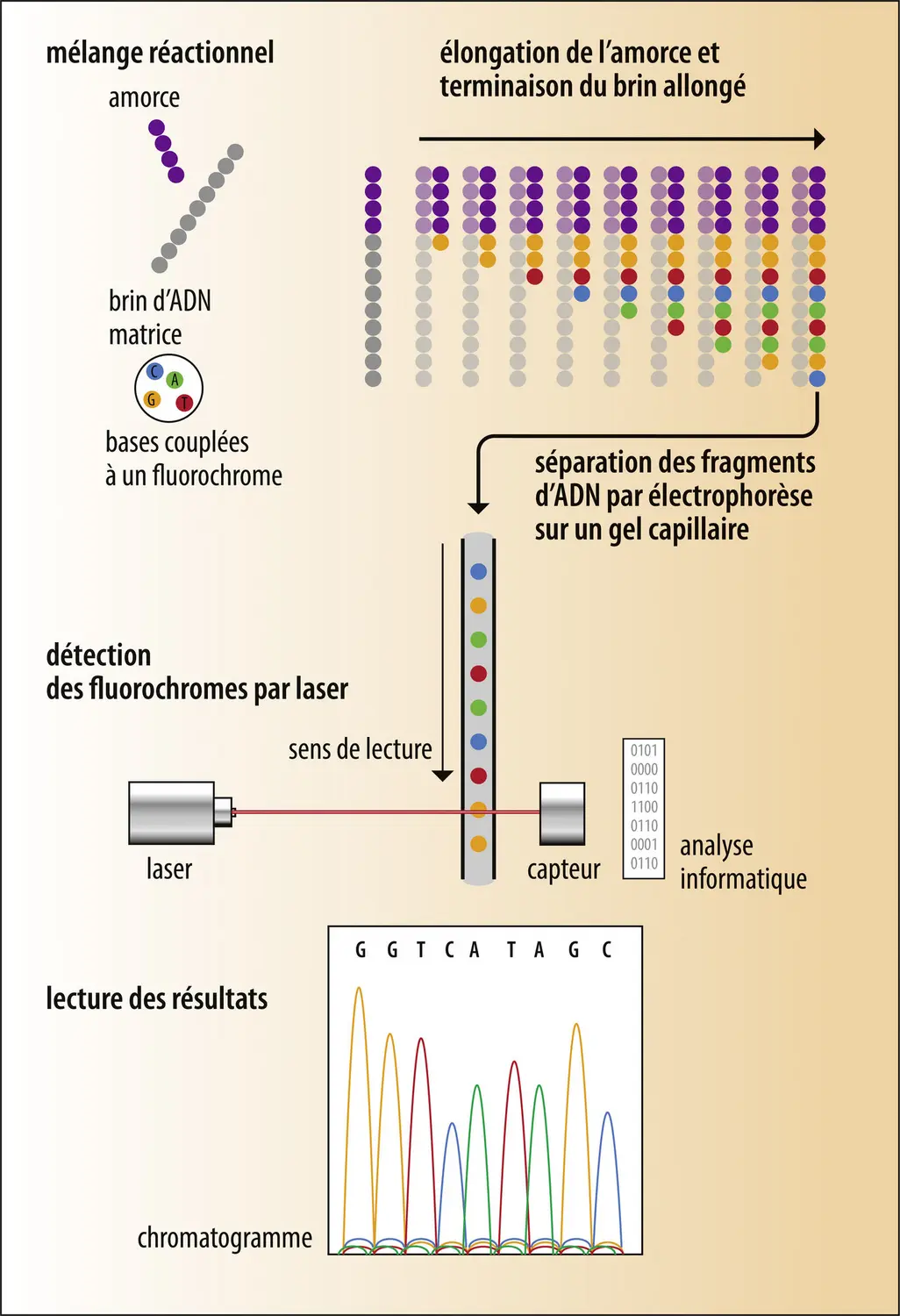 Détermination classique de la séquence d’un fragment d’ADN