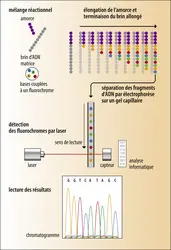 Détermination classique de la séquence d’un fragment d’ADN - crédits : Encyclopædia Universalis France