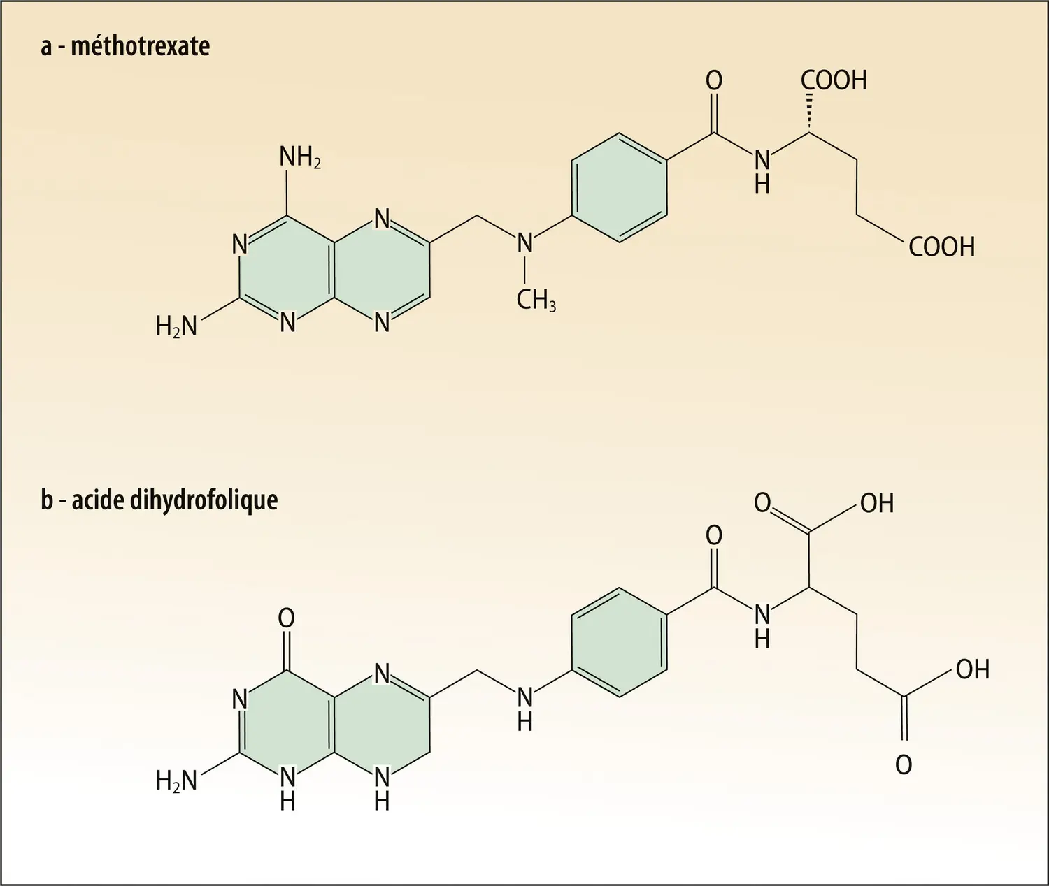 Structures de l’acide dihydrofolique et du méthotrexate.