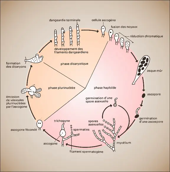 Ascomycète