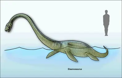 Elasmosaurus - crédits : Encyclopædia Universalis France