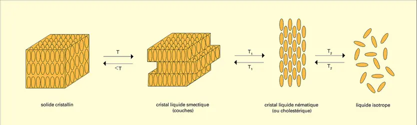 Passage du solide cristallin au liquide isotrope - crédits : Encyclopædia Universalis France