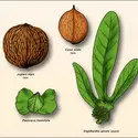 Juglandacées : fruits - crédits : Encyclopædia Universalis France