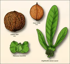 Juglandacées : fruits - crédits : Encyclopædia Universalis France