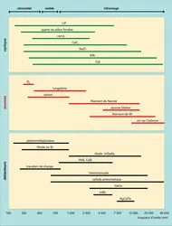 Longueurs d'onde utilisées en spectrophotométrie - crédits : Encyclopædia Universalis France