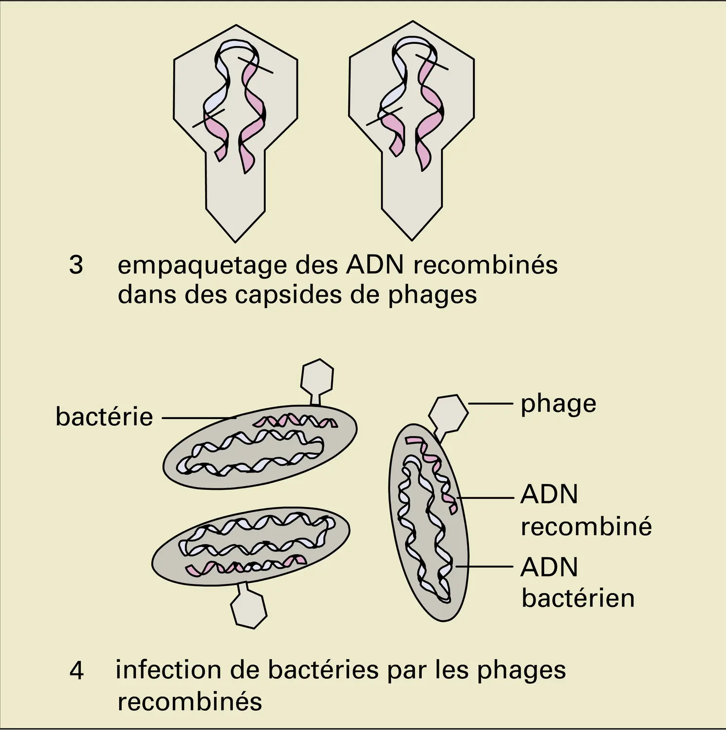 Clonage d'ADN - vue 2