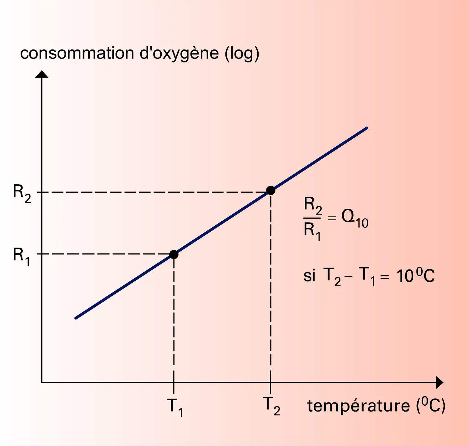 Température corporelle et variation du métabolisme - vue 2