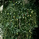 Jujubier (fruits) - crédits : C. Bevilacqua/ De Agostini/ Getty Images