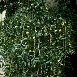 Jujubier (fruits) - crédits : C. Bevilacqua/ De Agostini/ Getty Images