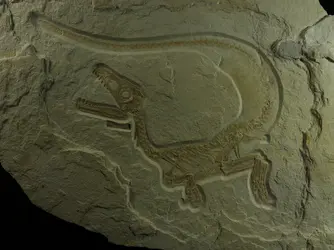 <it>Sciurumimus albersdoerferi</it>, dinosaure à plumes - crédits : H. Tischlinger/ Nature, 2012