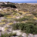 Dune côtière en Camargue - crédits : F. Ramade