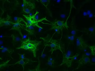 Imagerie de fluorescence cellulaire - crédits : I. Simeonova/ CNRS Photothèque