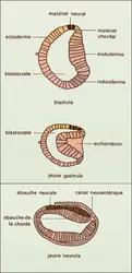 Branchiostoma (embryon) - crédits : Encyclopædia Universalis France