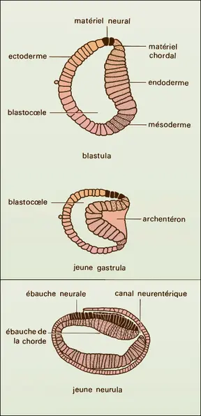 Branchiostoma (embryon)