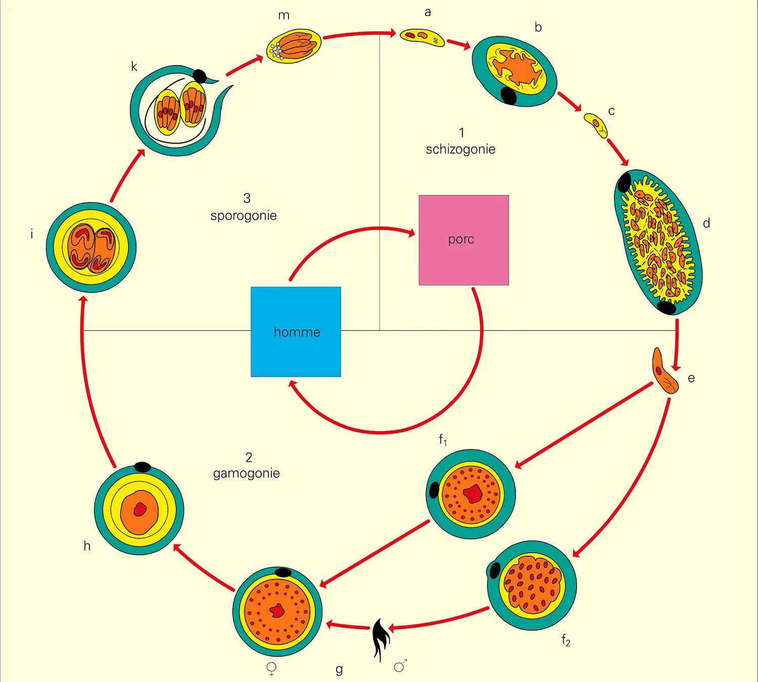 Sarcocystis sui-hominis : cycle