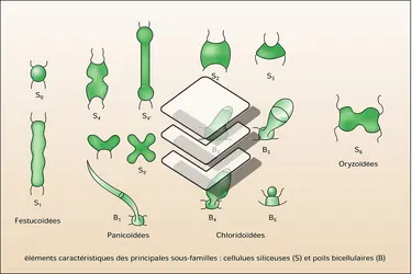 Éléments épidermiques - crédits : Encyclopædia Universalis France