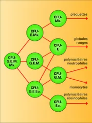 Progéniteurs myéloïdes : spécialisation - crédits : Encyclopædia Universalis France