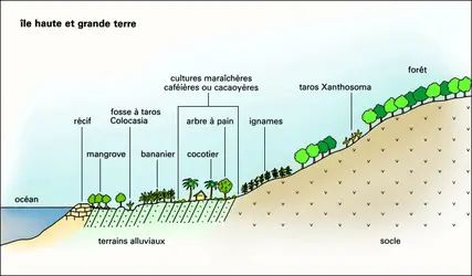 Types d'aménagement agraire en Océanie insulaire (2) - crédits : Encyclopædia Universalis France