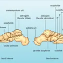 Pied - crédits : Encyclopædia Universalis France